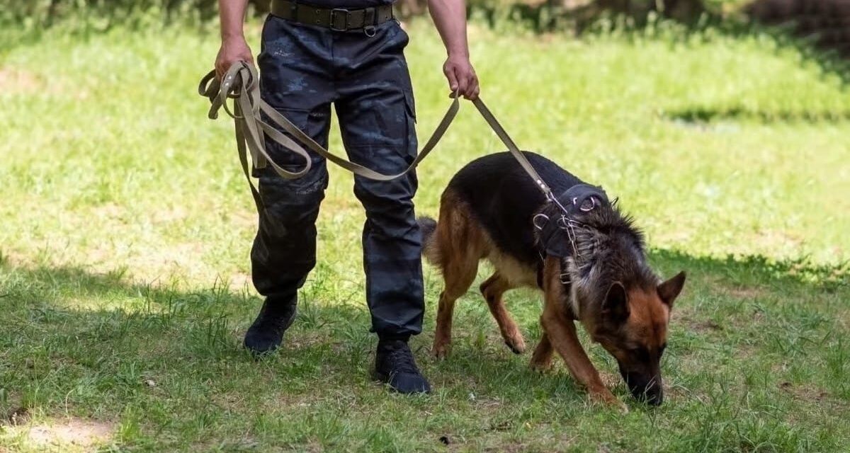 SLP COLABORA EN EL ENTRENAMIENTO DE PERROS PARA DETECTAR AL GUSANO BARRENADOR