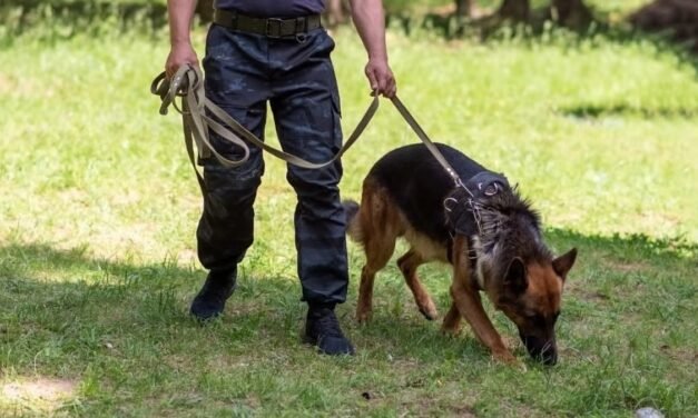 SLP COLABORA EN EL ENTRENAMIENTO DE PERROS PARA DETECTAR AL GUSANO BARRENADOR